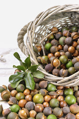 Macadamia nuts with shell - tasty expensive fat nuts