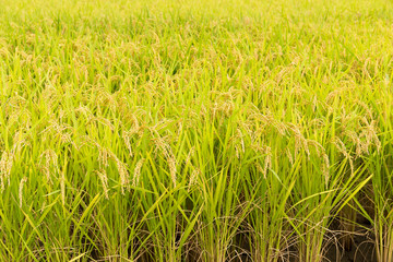 Fresh Rice field