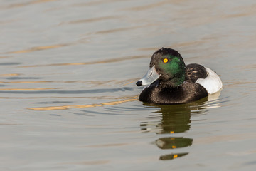 Duck  in the Tablas de Daimiel National Park. Spain.