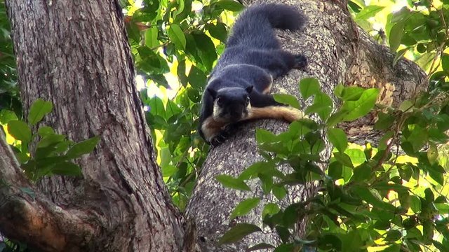 A Giant Black Malayan Squirrel (Ratufa bicolor) rests in the branches of a jungle tree and scrutinises the camera.