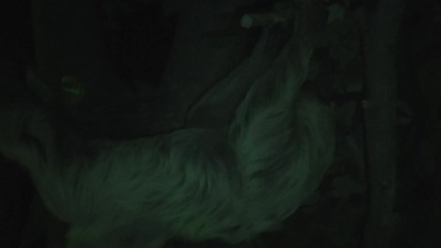 Night footage two-toad sloth moving upside down in rainforest nocturnal animals move only when necessary even then slowly they have quarter as much muscle tissue as other animals of similar weight 4k