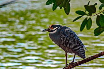 yellow-crowned night heron / Nyctanassa violacea,, Young heron resting from a feeding