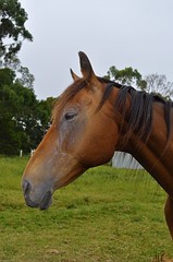 Obraz premium horses eating grass in a meadow with a goat nearby