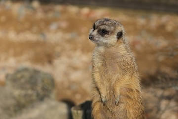 ミーアキャット