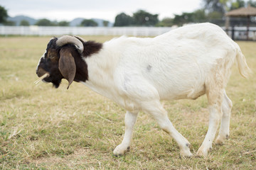 Obraz premium Goat in the field