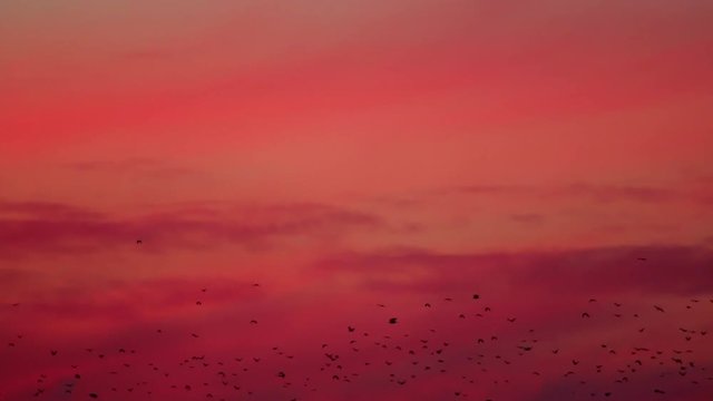 Time lapse video. Flock of blackbirds flying at sunrise