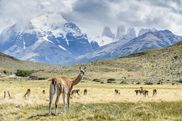 Guanaco in Torres del Paine National Park, Patagonia, Chile
