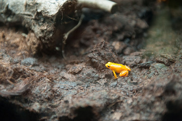 rana gialla