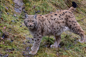 lynx in nature of Bavarian forest in Germany