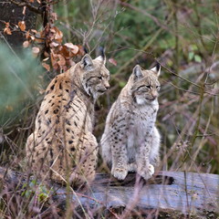 Naklejka na ściany i meble lynx in nature of Bavarian forest in Germany