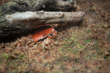 Naklejka premium Rana pomodoro