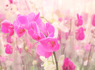 Beautiful orchid flowers