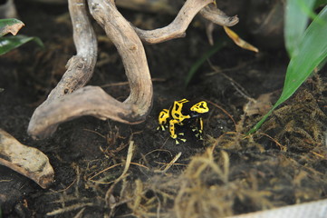 Dendrobates Leucomelas