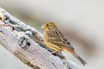Yellowhammer