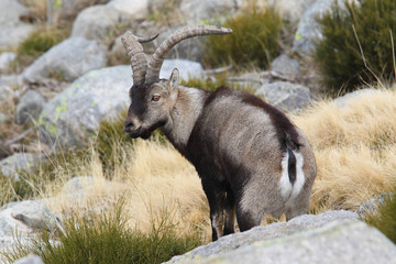 Spanish wild goat (ibex), mating season