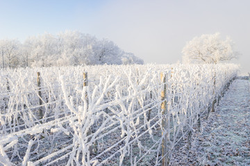 Weinberg im Winter