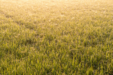 Background rice with cobwebs.