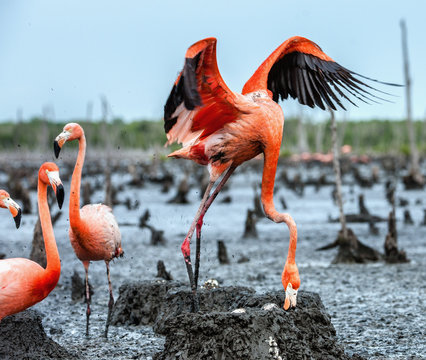 American Flamingos or Caribbean flamingos ( Phoenicopterus ruber ruber). Colony of Flamingo the on nests. Rio Maximo, Camaguey, Cuba.