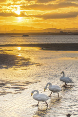 white swans on seaside at sunset, Weihai, Shandong, China