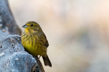 Yellowhammer
