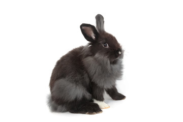 Obraz premium Hollands lops rabbits on bokheh background