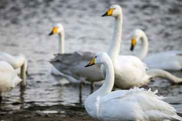 white swans on seaside