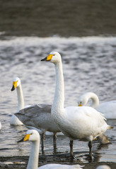 white swans on seaside