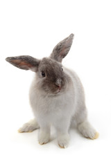 Short hair adorable baby rabbit on white background