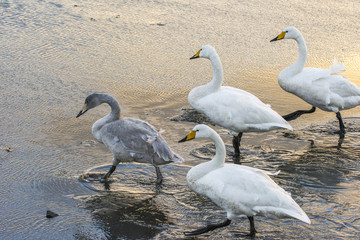 white swans on seaside