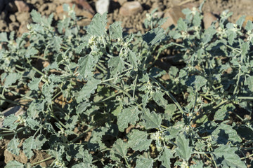 Plants of turnsole, Chrozophora tinctorea, growing on a ploughed field. It is a common weed in unirrigated fields in Spain. It produced the blue-purple colorant turnsole. 