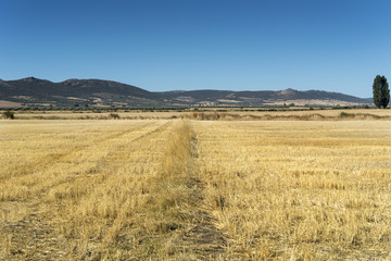 Fototapeta premium Stubble fields in an agricultural landscape in Ciudad Real Province, Spain.