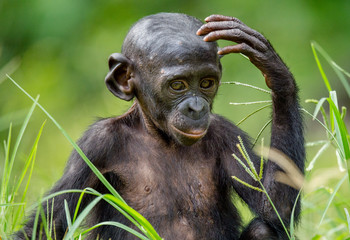 Bonobo in natural habitat. Green natural background. The Bonobo