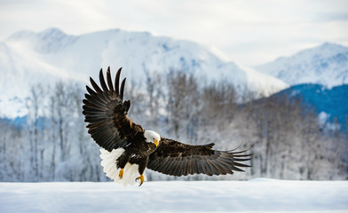 Volwassen Bald Eagle (Haliaeetus leucocephalus washingtoniensis) tijdens de vlucht. Alaska in de sneeuw
