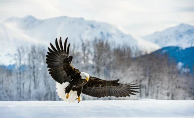 Fotobehang Arend Volwassen Bald Eagle (Haliaeetus leucocephalus washingtoniensis) tijdens de vlucht. Alaska in de sneeuw