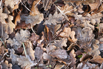 Eichenlaub mit Bodenfrost im Herbst/Winter