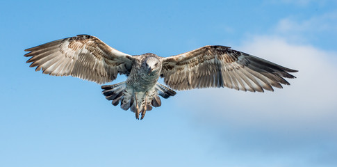 Flying Juvenile  Kelp gull (Larus dominicanus), also known as the Dominican gull and Black Backed Kelp Gull. Blue sky background. False Bay, South Africa