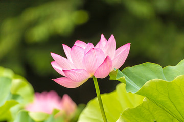 The Lotus Flower.Background is the lotus leaf and tree.Shooting location is the Sankeien in Yokohama, Kanagawa Prefecture Japan.