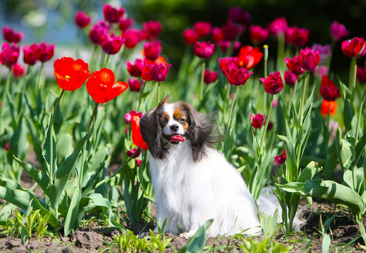 Beautiful white dog sitting in red tulips. Puppy in the flower bed. Phalen in the summer landscape. Fluffy pet.