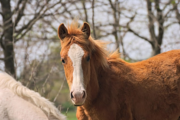 Horse free on a field in autumn