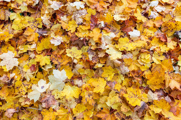 Background group autumn orange leaves. Outdoor.