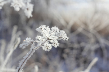 Winter. Beautiful plant with hoarfrost against the blue sky . Seasons