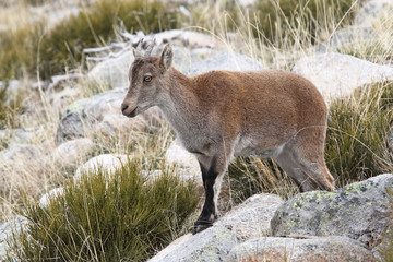 Wild goat
