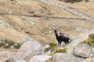Obraz premium Wild goat