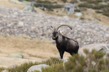 Wild goat