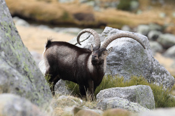 Wild goat