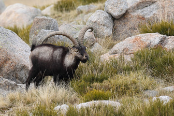 Wild goat