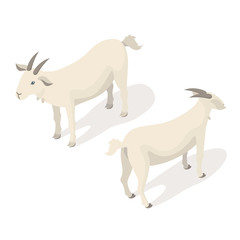 Isometric 3d vector illustration of white goat.