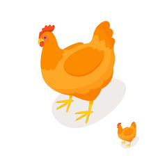 Isometric 3d vector illustration of chicken.