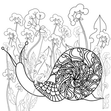 Snail on a field of dandelions. Black and white illustration.