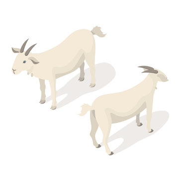 Isometric 3d vector illustration of white goat. © thruer